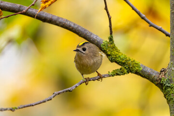 Goldcrest Among Yellow Autumn Leaves