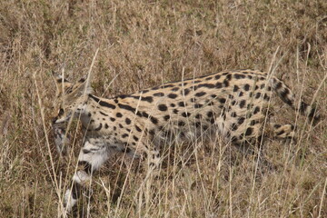 2025-09-07 Tanzania Serengeti National Park
