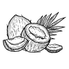 Hand drawn coconut line art drawing with whole fruits, half and pieces, coco leaf isolated on transparent background. Vintage sketch of tropical fruit - coconut. Perfect for food, cosmetic, textile, f