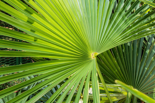 Radiant green palm leaves under sunlight