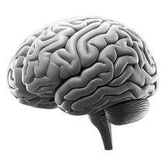 Realistic human brain anatomy side view isolated on transparent background