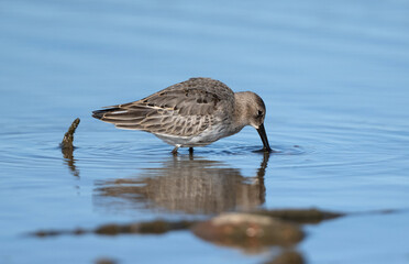 Dunlin Searching For Food