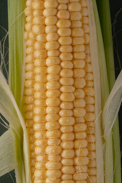 Fresh corn cob with dew drops close-up