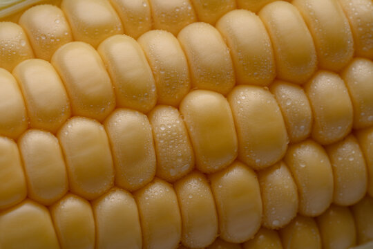 Close-up of fresh ripe corn kernels glistening with droplets