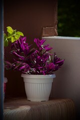 flowers in a pot