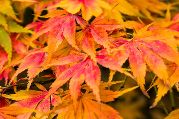 Colorful fall leaves of a Japanese maple tree with a soft-focus natural background