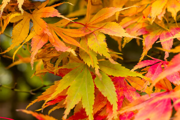 Vibrant autumn leaves of a Japanese maple showing red, orange, and yellow colors