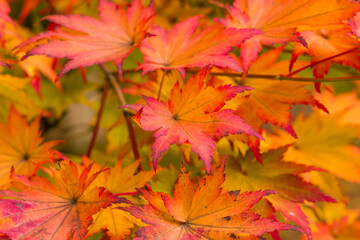 Colorful autumn foliage creating a natural background of red and yellow leaves