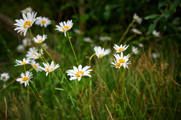Fototapeta premium Chamomile flowers in the mountain with green grass.