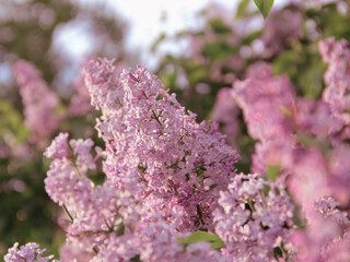 Blooming lilac