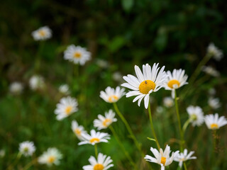 Fototapeta premium Chamomile flowers in the mountain with green grass.