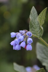 Blooming blue bellflowers