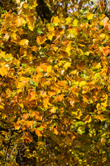 Bright sunlit canopy of a tree with vibrant yellow foliage during the fall season