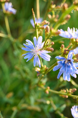 Blue flower chicory(Cichorium intybus) on natural background.