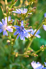 Blue flower chicory(Cichorium intybus) on natural background.