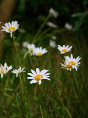 Chamomile flowers in the mountain with green grass.