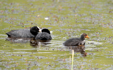 Eurasian Coot Swimming In Pond