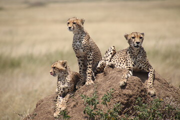 2025-09-07 Tanzania Serengeti National Park