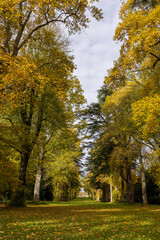 Fototapeta premium Fallen autumn leaves covering a green lawn along a tree-lined avenue in a park