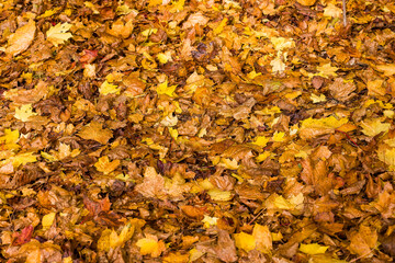 Colorful carpet of fallen autumn leaves in shades of yellow, orange, and brown