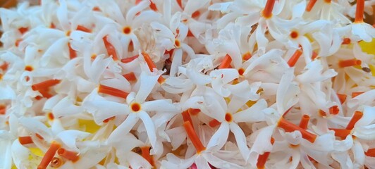 white fragrant night jasmine with green leaves