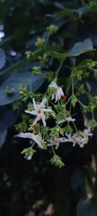 white fragrant night jasmine with green leaves