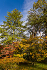 Fototapeta premium Colourful autumnal trees against a bright blue sky on a sunny day in England