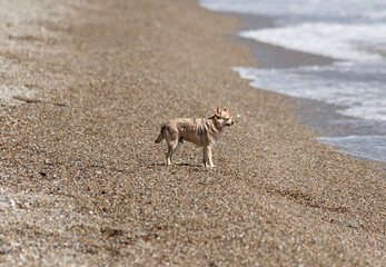 Chihuahua dog swims on a pebble beac
