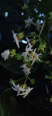 white fragrant night jasmine with green leaves