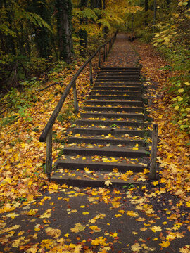 Autumn Leaves Covered Staircase Along a Quiet Forest Park Pathway with Fading Light