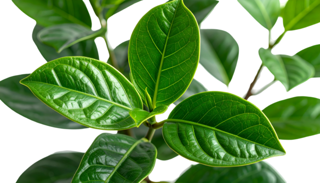 Close-up of glossy green leaves on a plant stem, well-lit, with other leaves in background