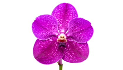 A vibrant, close-up shot of a deep purple orchid flower against a black background
