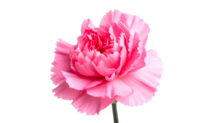 A single, lush pink flower with ruffled petals against a stark black background