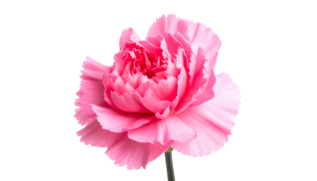 A single, lush pink flower with ruffled petals against a stark black background
