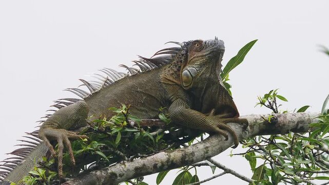 green iguana on branch in tropic rain, looking around 117
