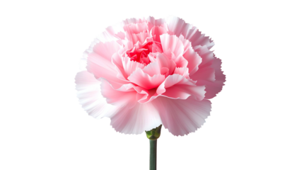 Delicate, fully bloomed pink flower on a green stem, contrasted against a black background