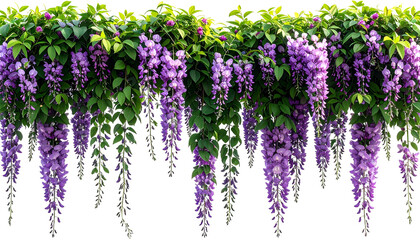 Lush, cascading purple flowers with green foliage against a black background
