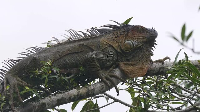 green iguana on branch in tropic rain, head bobbing 109
