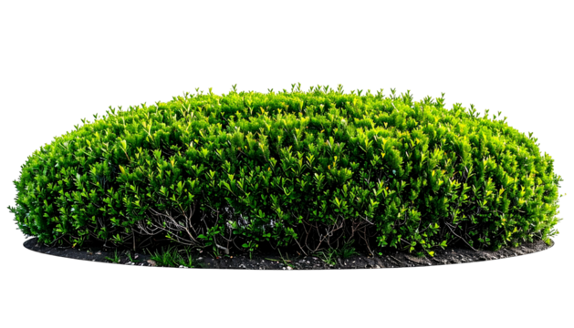 Dense, rounded green shrub isolated against a transparent black background