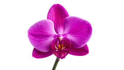 Isolated close-up of a vibrant pink orchid, with detailed petals, against a black background