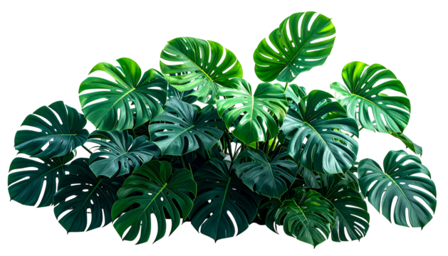 Lush tropical plant with large, green, split leaves on a transparent background