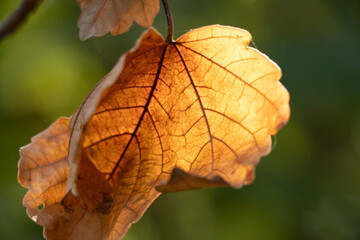close up of autumn leaf