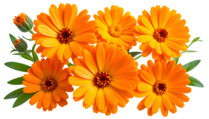 Close-up of vibrant orange flowers with dark centers and green foliage against a black bg