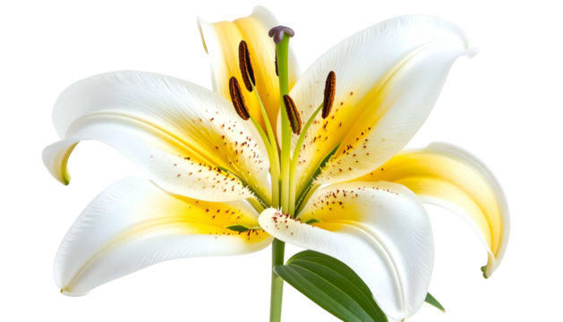 Close-up of a vibrant, open lily with white and yellow petals and green stem