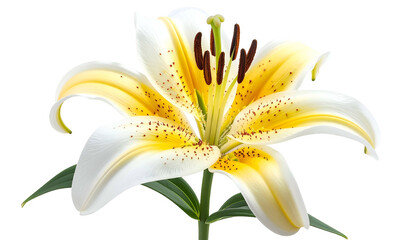 A vibrant lily showcases white petals with yellow edges and speckled details against black