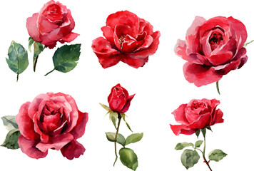 Fototapeta premium red roses on white background