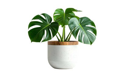 Lush green Monstera plant in a speckled white pot with a wooden rim, on black background