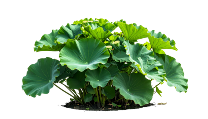 Lush, large, green lotus plant with broad, circular leaves against a stark black backdrop