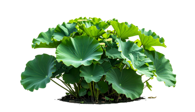 Lush, large, green lotus plant with broad, circular leaves against a stark black backdrop
