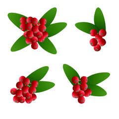Buffaloberry Branch with Red Berries